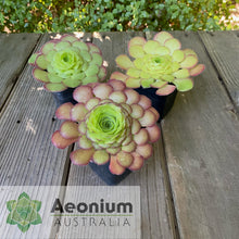 Load image into Gallery viewer, Aeonium glandulosum
