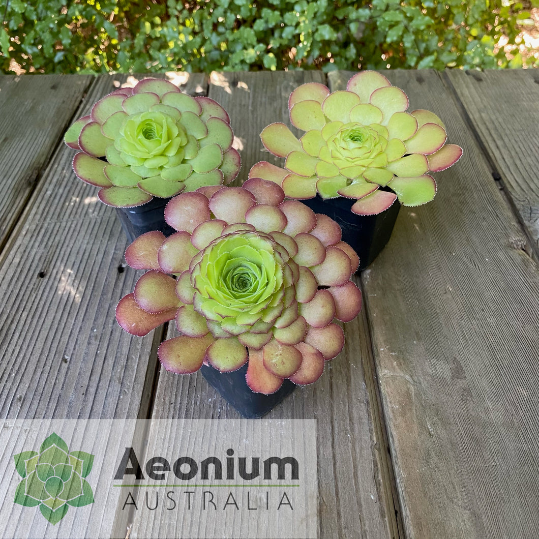 Aeonium glandulosum