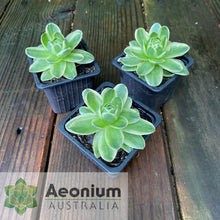 Load image into Gallery viewer, Aeonium Mountain Rose Variegated
