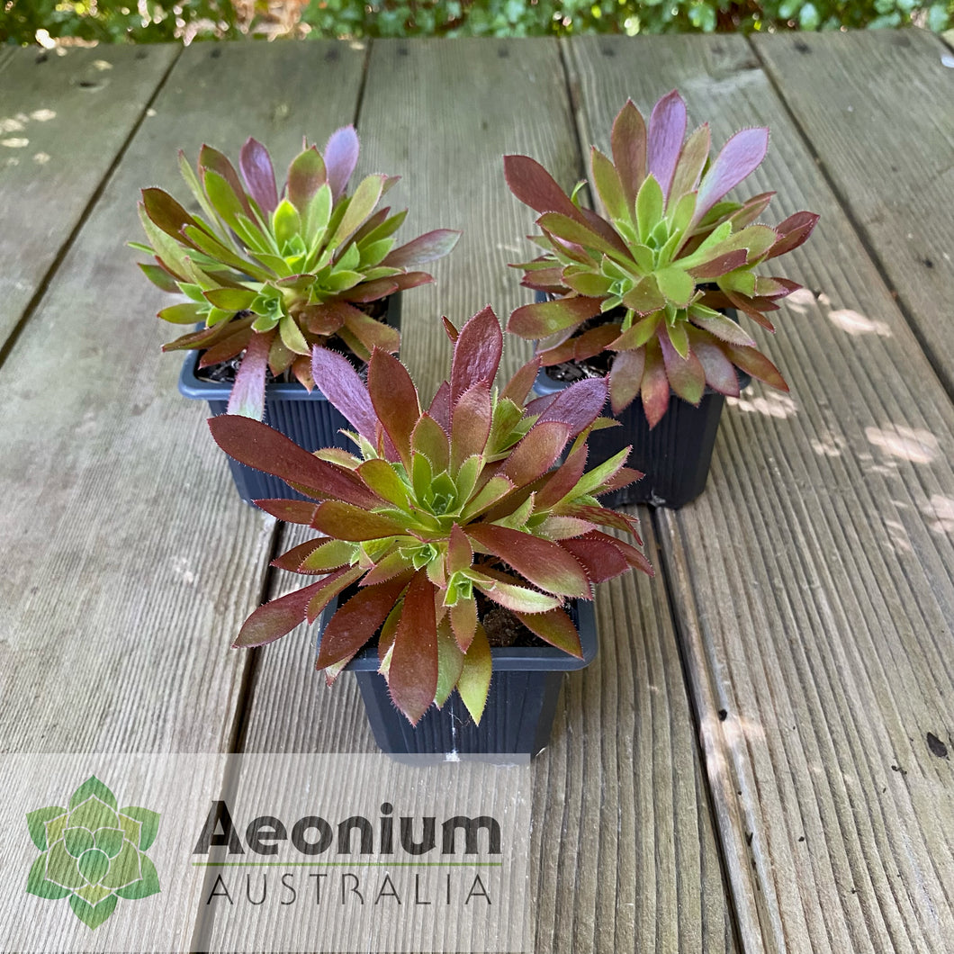 Aeonium 'Cornish Tribute'