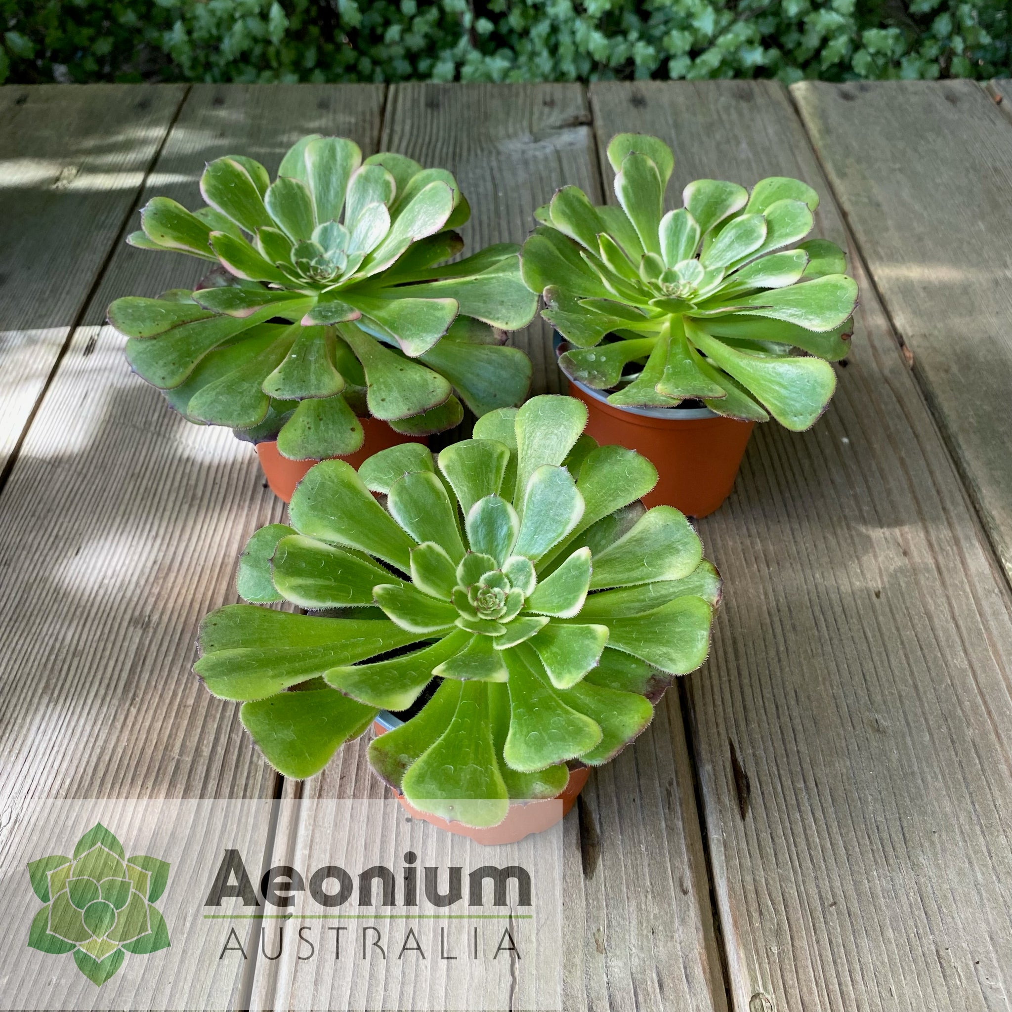 black king succulent Aeonium 'Black King Kong'