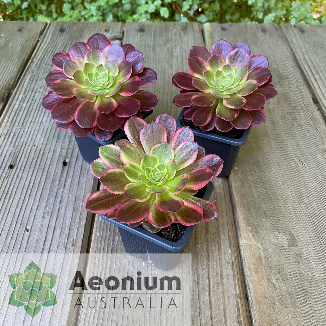Aeonium 'Esther'
