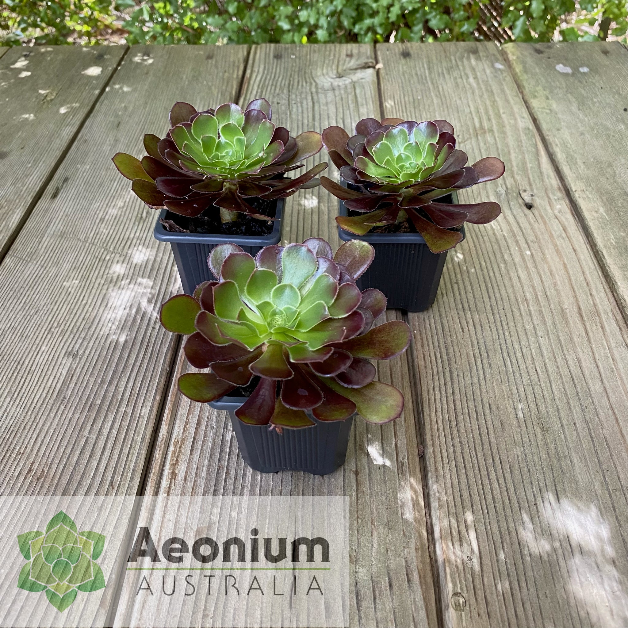 atropurpureum succulent Aeonium 'Atropurpureum'