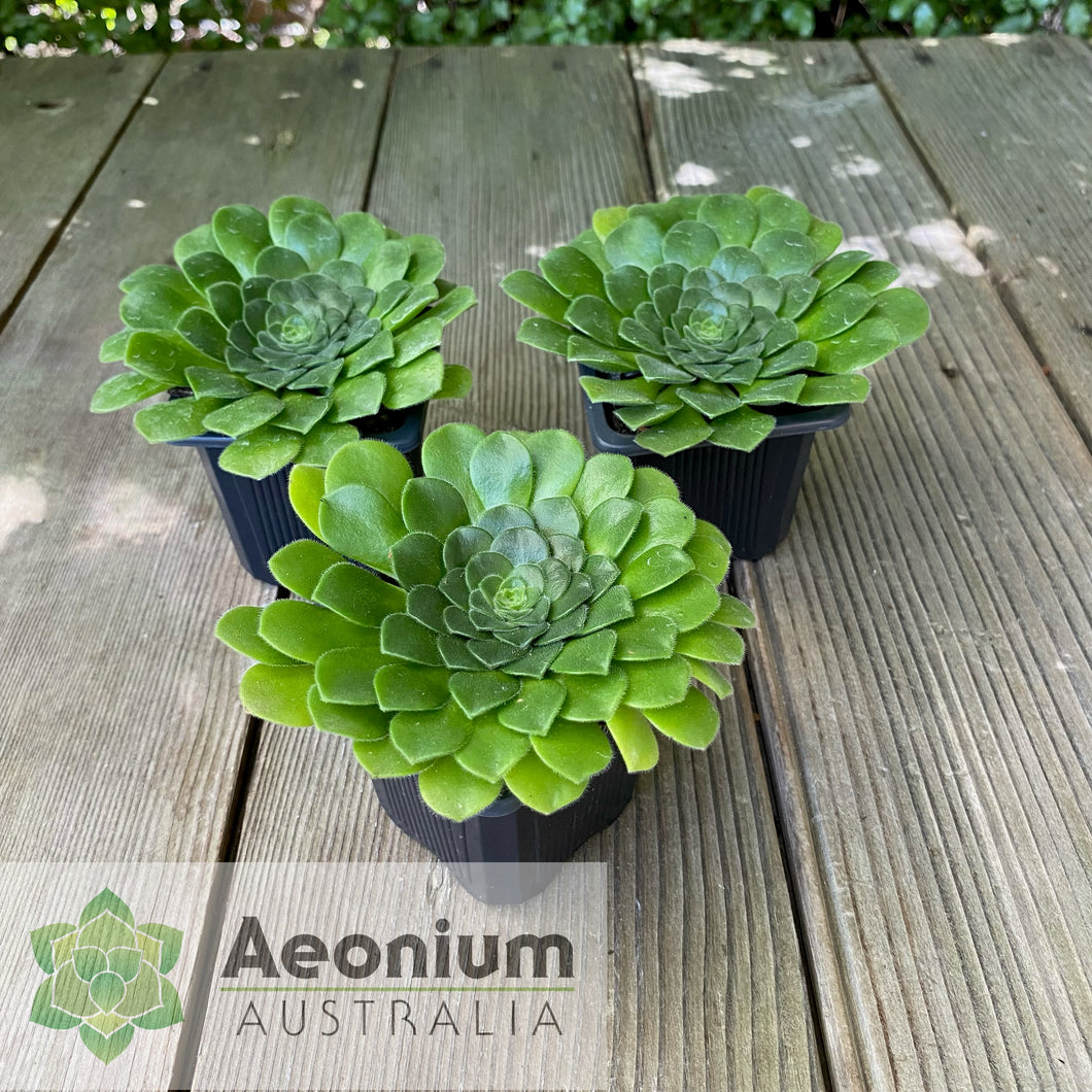 Aeonium x anagense aka 'Pancakes'