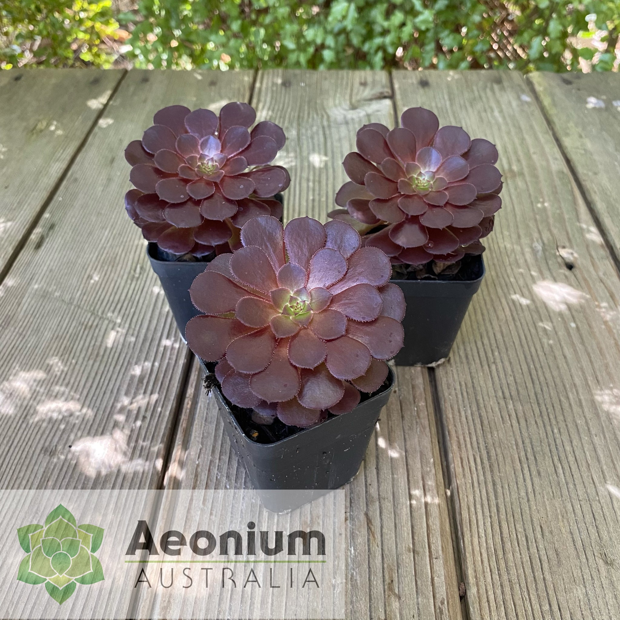 black succulent name Aeonium 'Short Black'