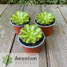 Load image into Gallery viewer, Aeonium 'Shaohua'

