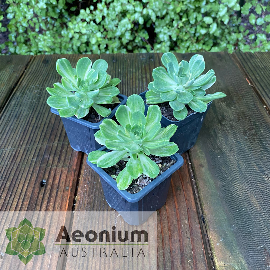 Aeonium 'Harry Mak' aka 'Suncup'
