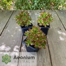 Load image into Gallery viewer, Aeonium &#39;Infinity&#39;
