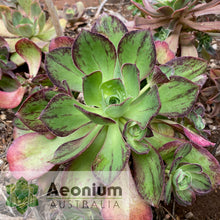 Load image into Gallery viewer, Aeonium &#39;Marnier Lapostolle’
