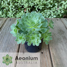 Load image into Gallery viewer, Aeonium x aureozoon
