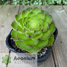 Load image into Gallery viewer, Aeonium 'Phoenix Crown'
