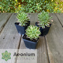 Load image into Gallery viewer, Aeonium x hybridum Variegated
