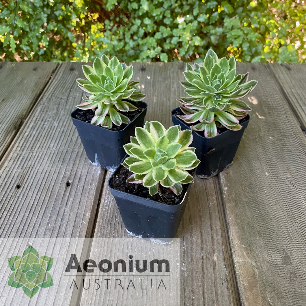 Aeonium x hybridum Variegated