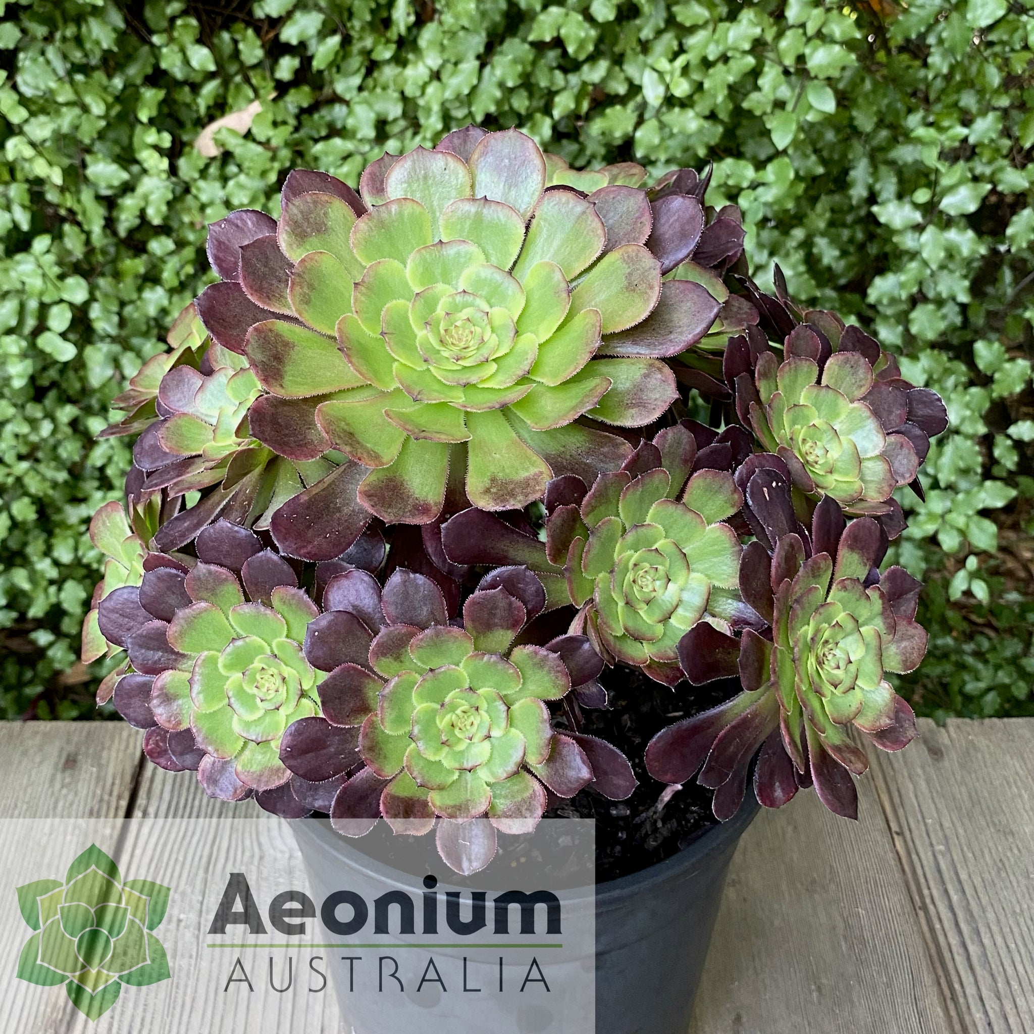 black king succulent Aeonium 'Black King Kong'
