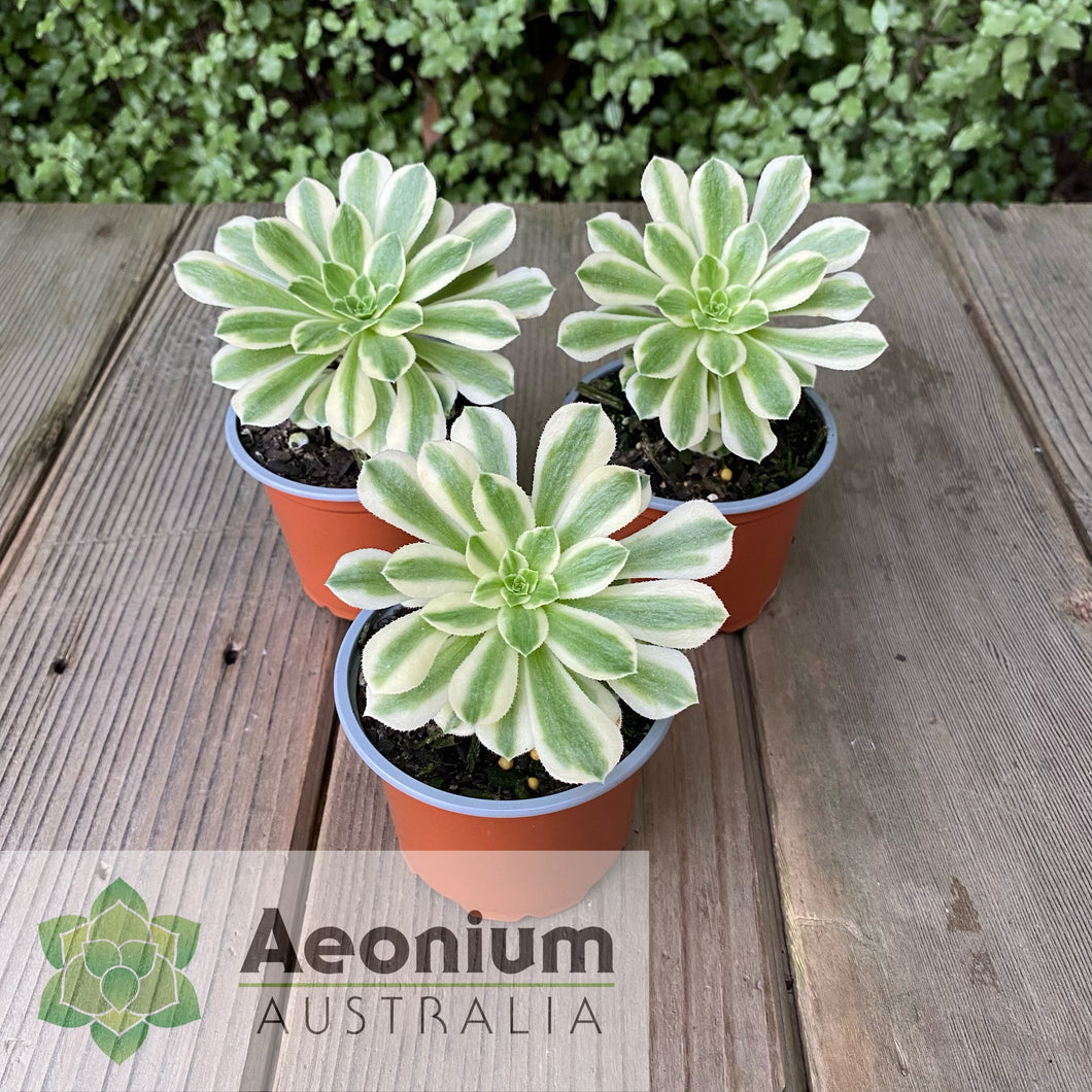 Aeonium 'Yan Ning'