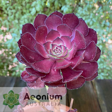 Load image into Gallery viewer, Aeonium &#39;Black Dragon&#39;
