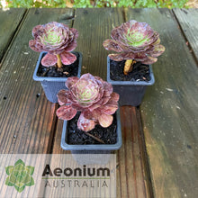 Load image into Gallery viewer, Aeonium &#39;Magic Forest&#39;
