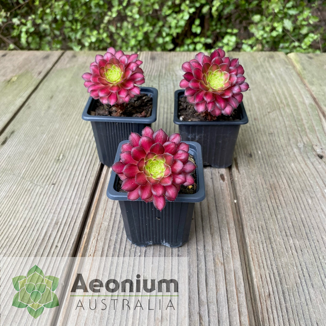 Aeonium 'Picasso'