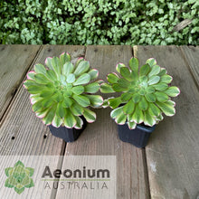 Load image into Gallery viewer, Aeonium &#39;Zhu Rong&#39; (God of Fire)
