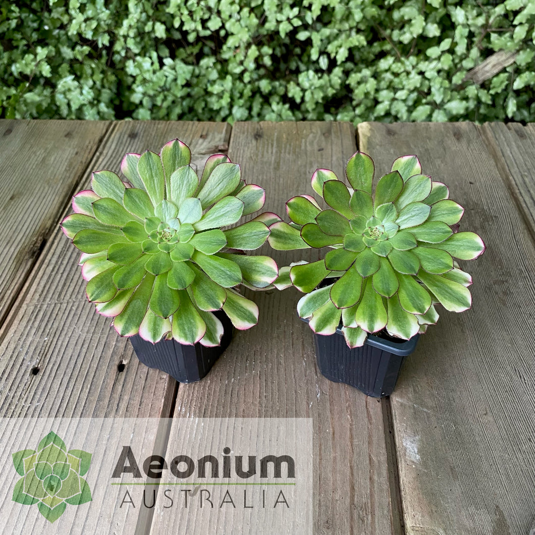 Aeonium 'Zhu Rong' (God of Fire)