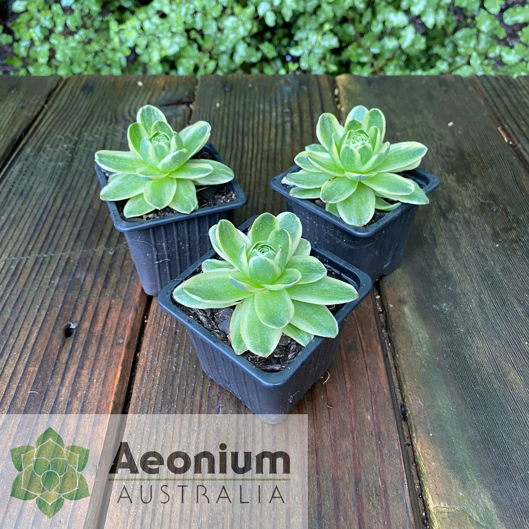 Aeonium Mountain Rose Variegated
