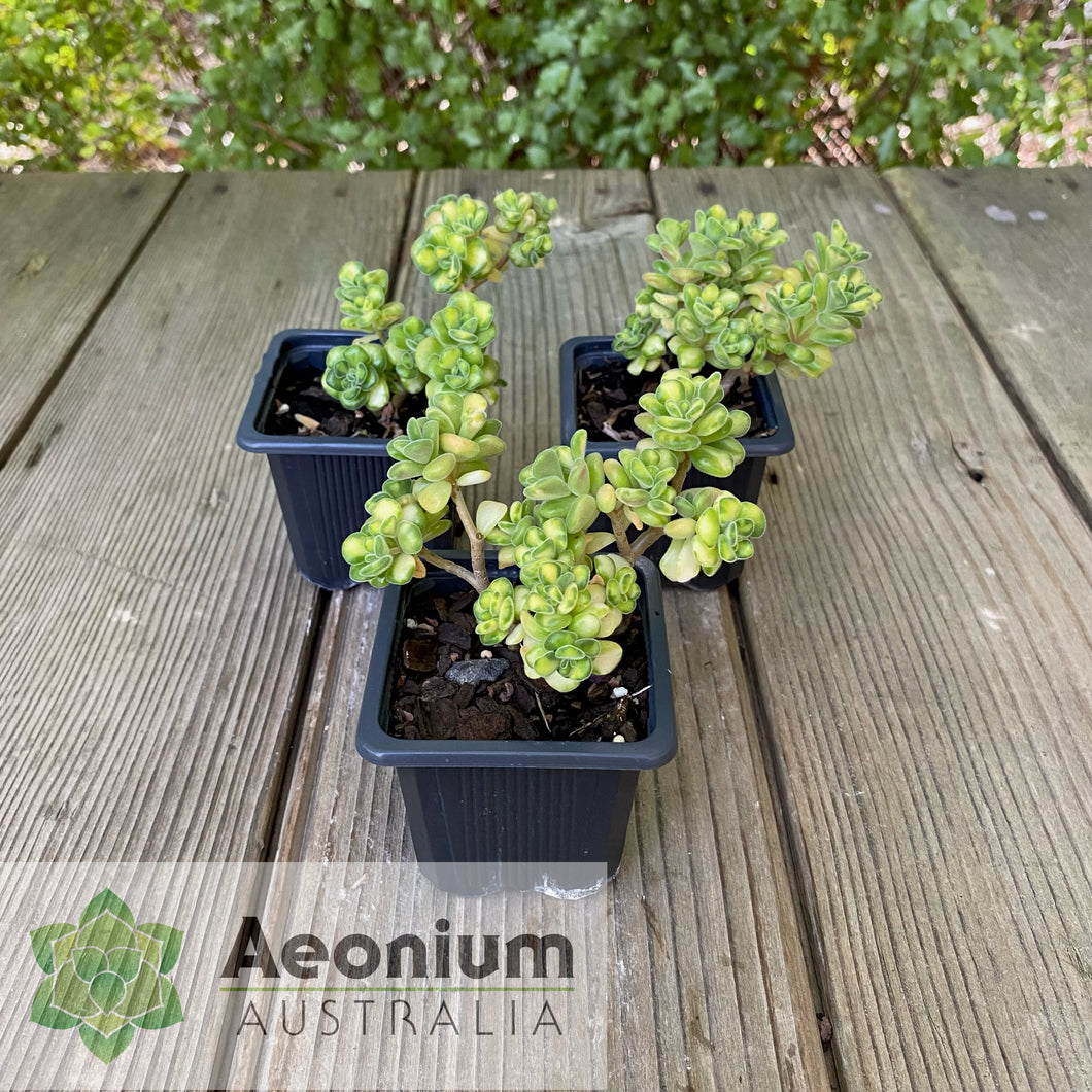 Aichryson bethencourtianum Variegated