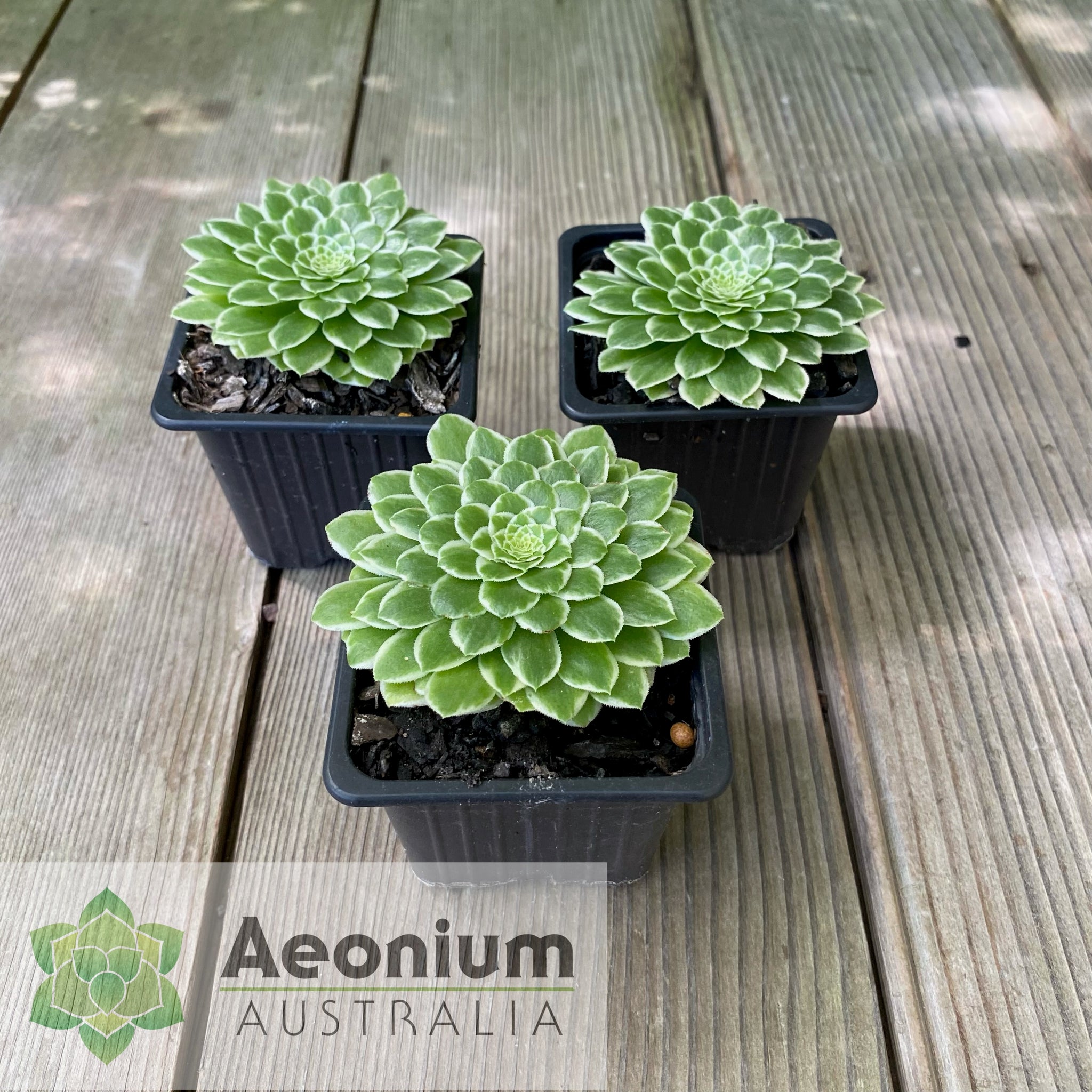 emerald ice succulent Aeonium 'Emerald Ice'