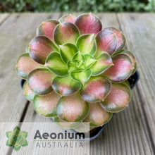 Load image into Gallery viewer, Aeonium 'Shaohua'
