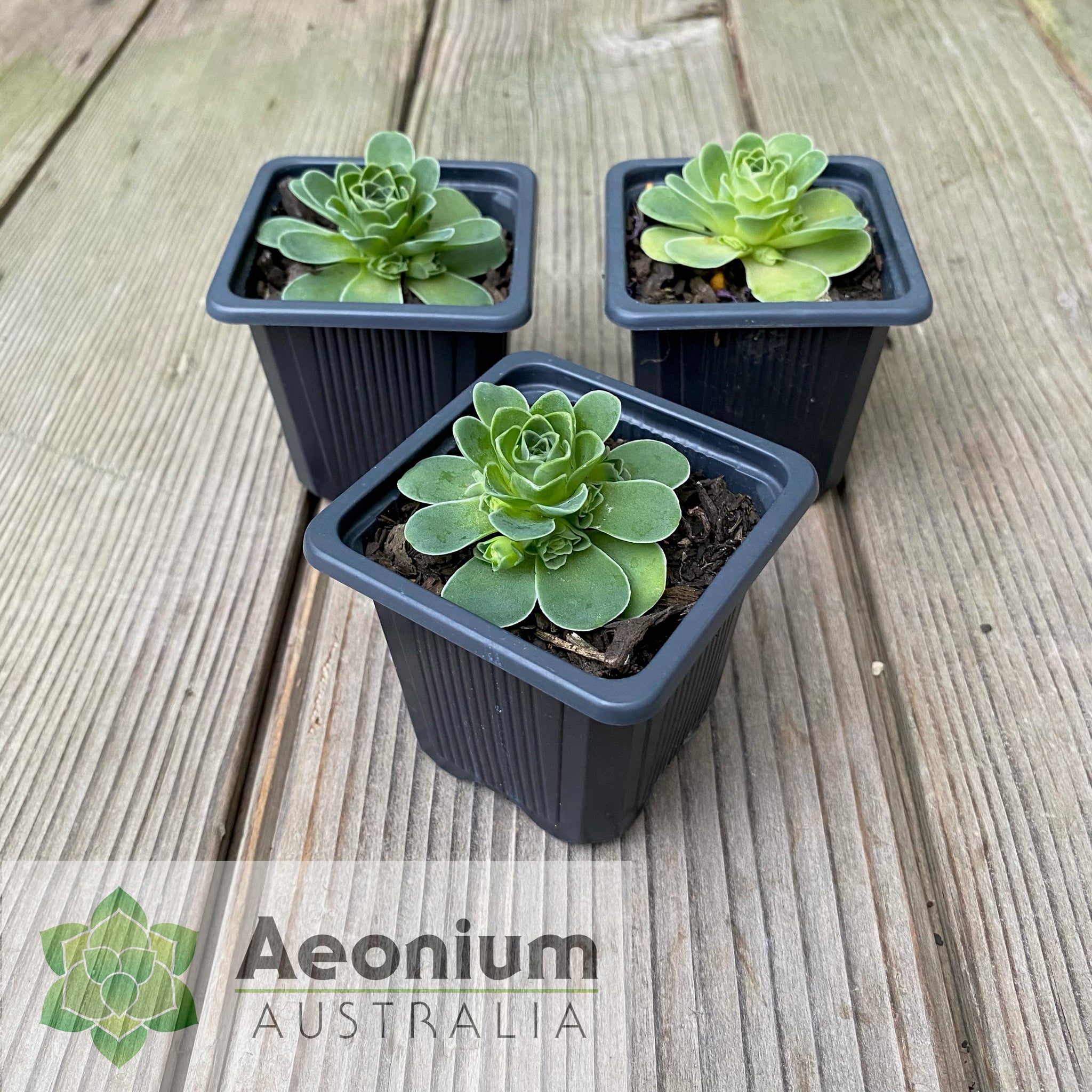 succulent plants for sale melbourne Aeonium dodrantale / Succulents – Aeonium Australia