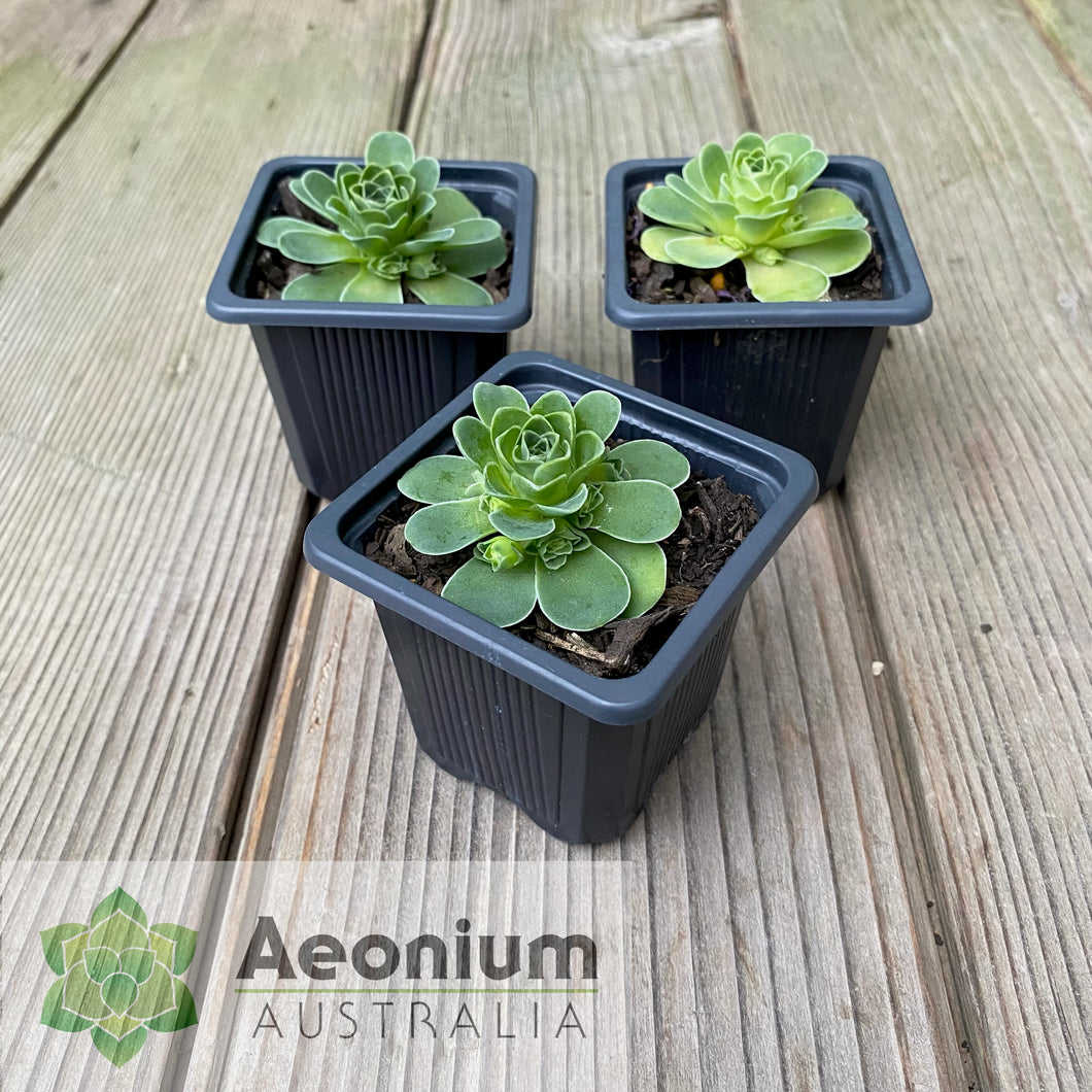 Aeonium dodrantale