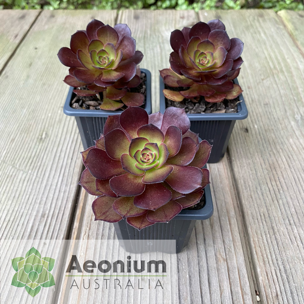 Aeonium 'Black Dragon'