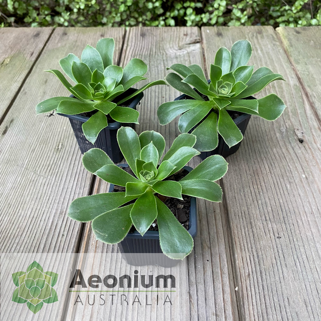 Aeonium balsamiferum