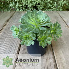 Load image into Gallery viewer, Aeonium x aureozoon
