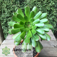 Load image into Gallery viewer, Aeonium arboreum &#39;Madara&#39;

