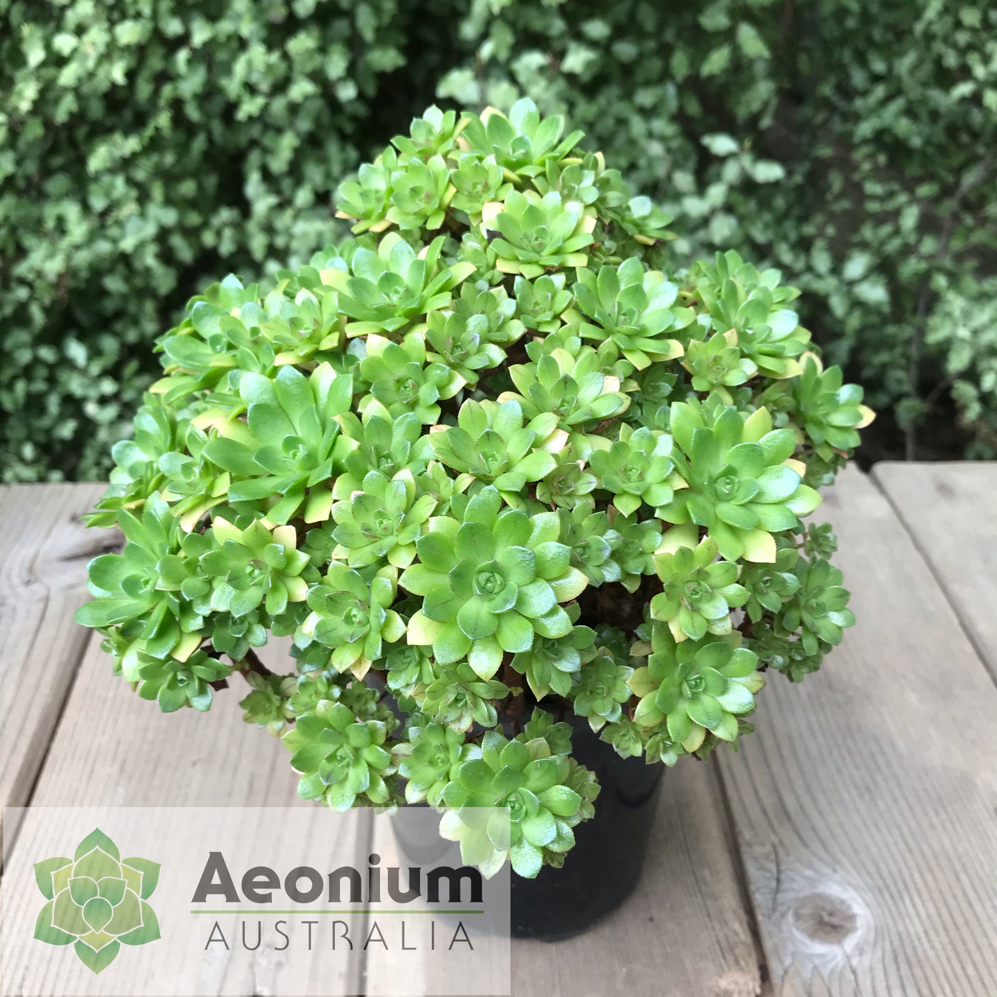 infinite succulent Aeonium 'Infinity' / Succulents – Aeonium Australia