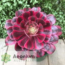 Load image into Gallery viewer, Aeonium &#39;Medusa&#39;
