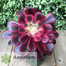 Load image into Gallery viewer, Aeonium &#39;Medusa&#39;

