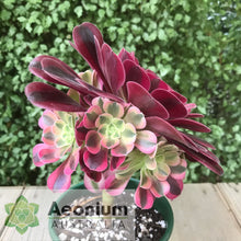 Load image into Gallery viewer, Aeonium &#39;Medusa&#39;
