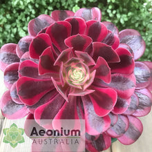 Load image into Gallery viewer, Aeonium &#39;Medusa&#39;
