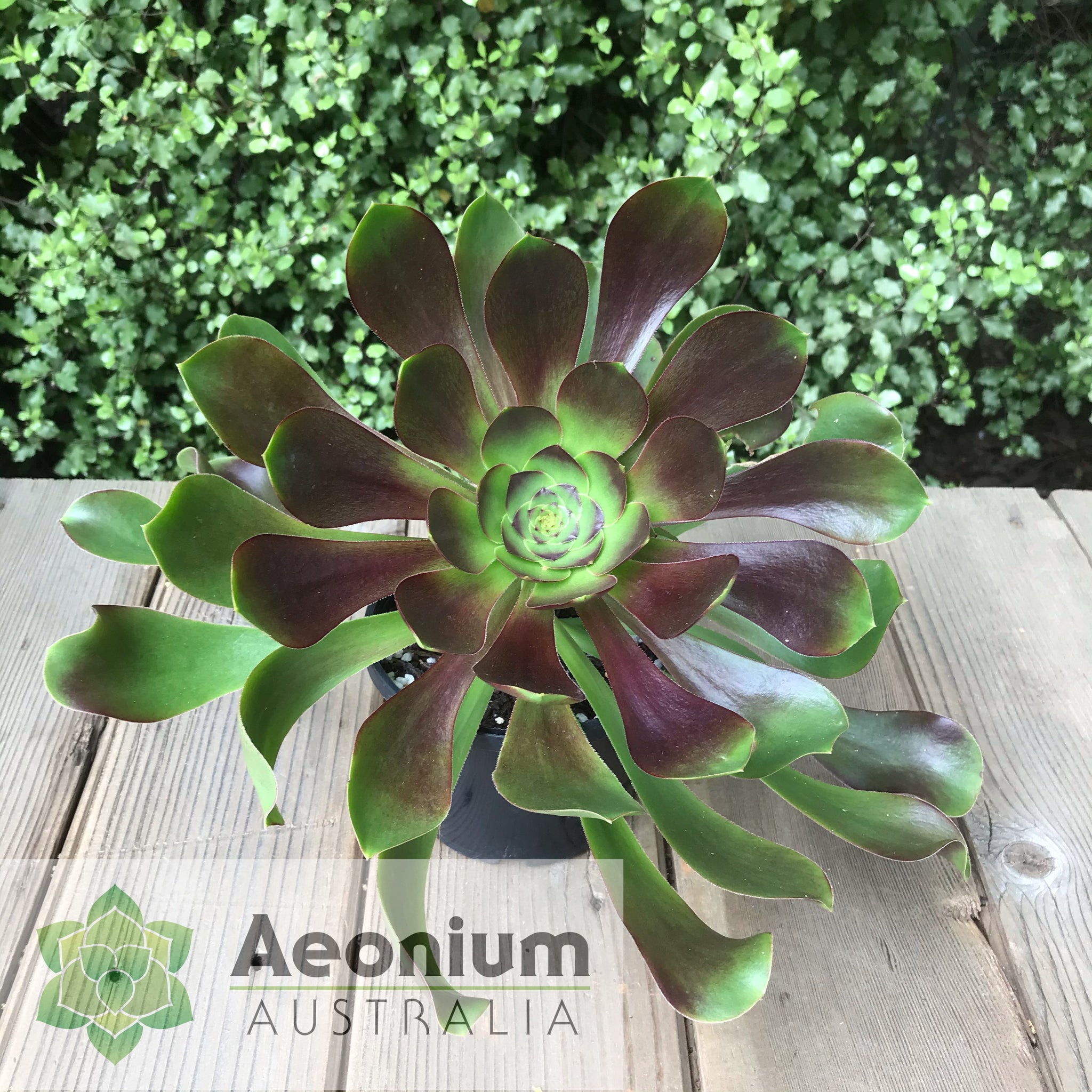 voodoo succulent plant Aeonium 'Voodoo' / Succulents – Aeonium Australia