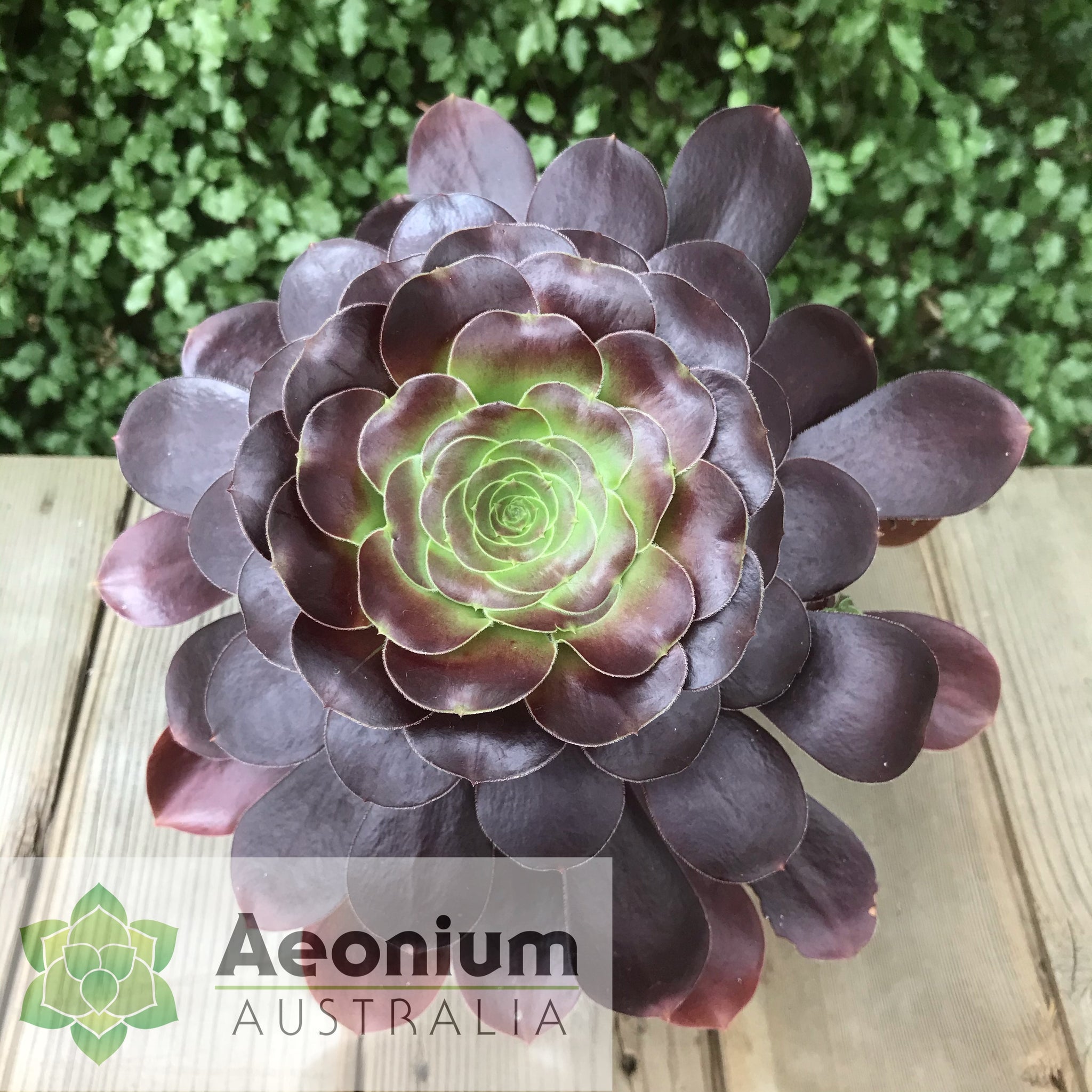 voodoo succulent plant Aeonium 'Voodoo' / Succulents – Aeonium Australia