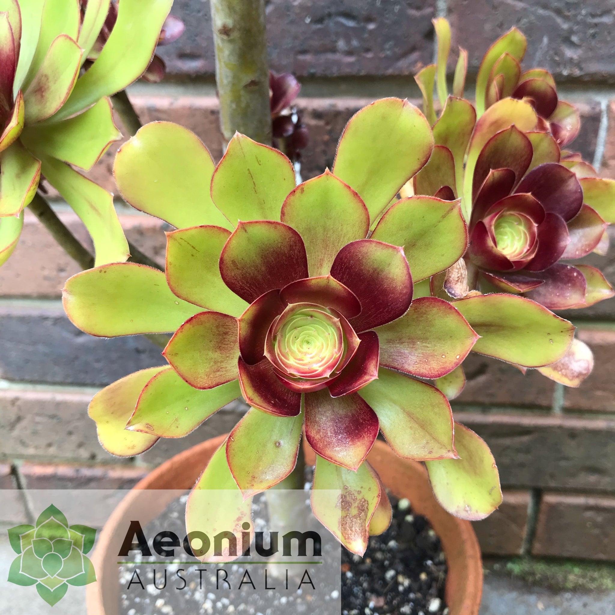 voodoo succulent plant Aeonium 'Voodoo' / Succulents – Aeonium Australia