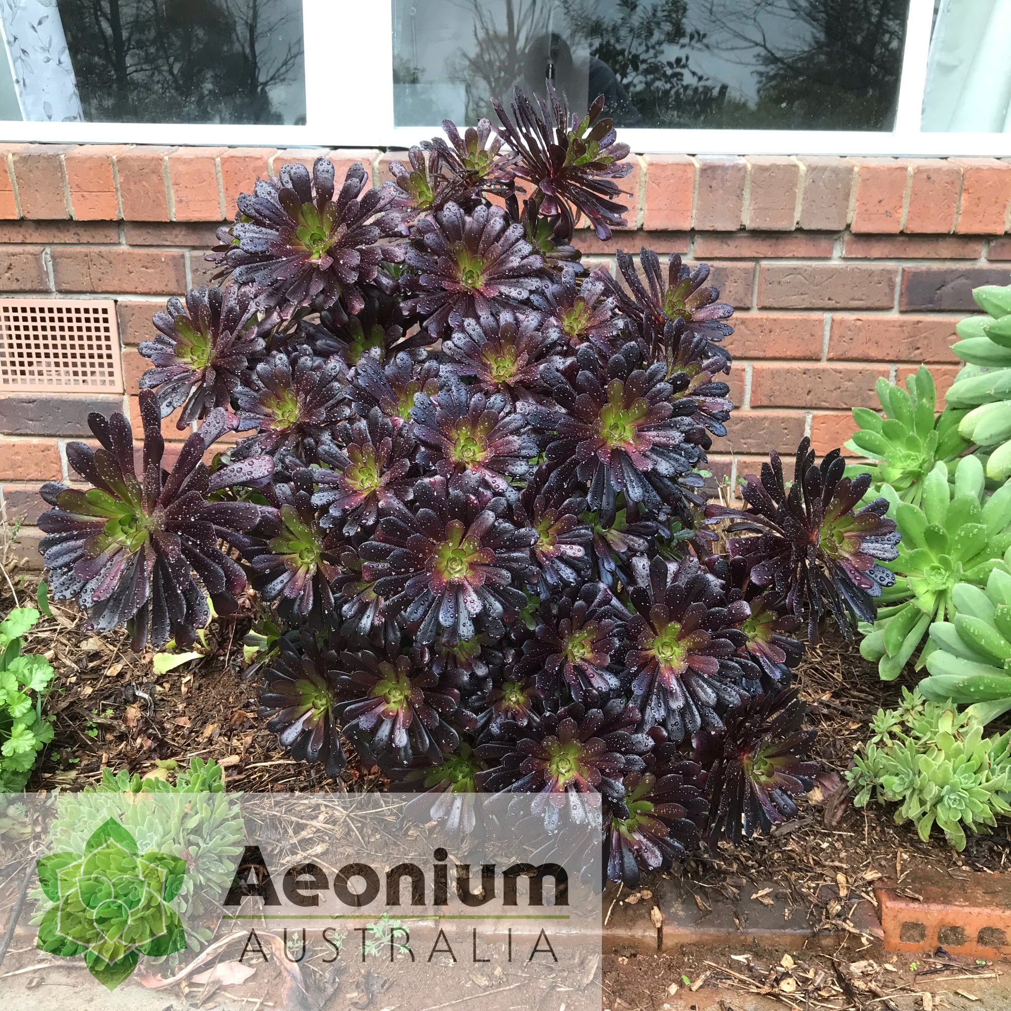 black rose succulent australia Aeonium 'Zwartkop'