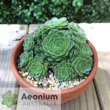 Load image into Gallery viewer, Aeonium aizoon

