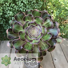 Load image into Gallery viewer, Aeonium arboreum &#39;Madara&#39;
