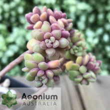 Load image into Gallery viewer, Aichryson bethencourtianum
