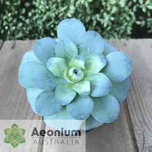 Load image into Gallery viewer, Aeonium diplocyclum (ex. Alojera, La Gomera)
