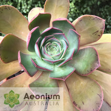 Load image into Gallery viewer, Aeonium escobarii
