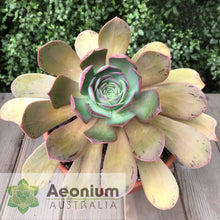 Load image into Gallery viewer, Aeonium escobarii
