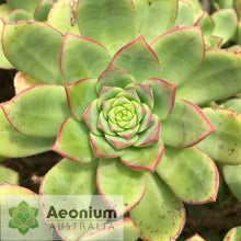 Load image into Gallery viewer, Aeonium haworthii
